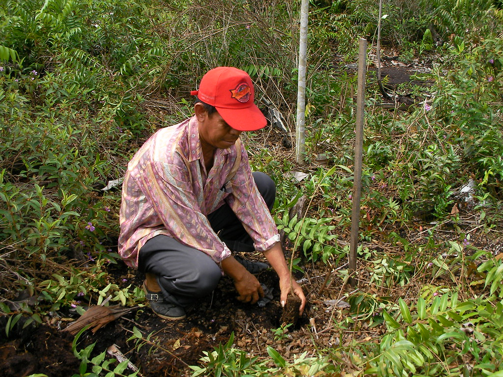 Credits: A local forrestry official plants a tree in a trial plot to re-establish vegetation in a heavily degraded peat swamp forest area. The trial is part of the Kalimantan Forrest and Climate Partnership. Indonesia (source: AusAID - https://www.flickr.com/photos/dfataustralianaid/10662144285)